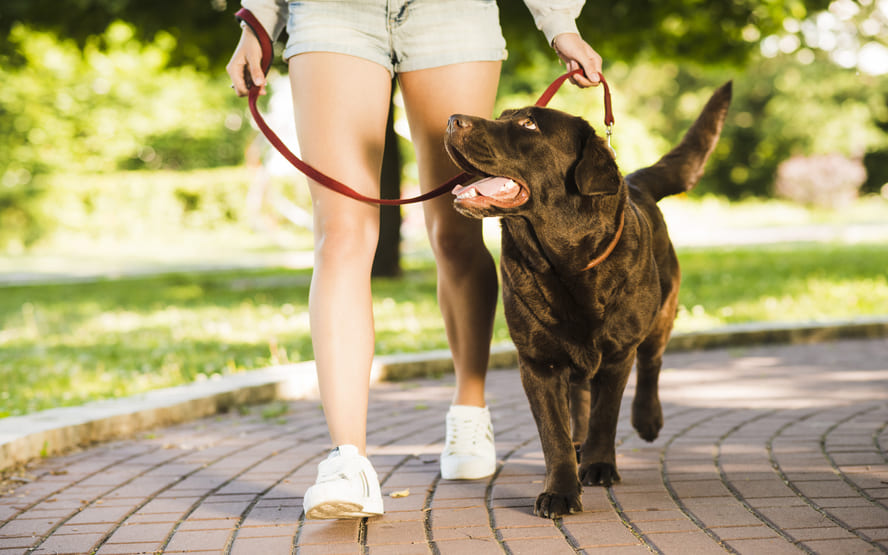 Benefícios incríveis de uma simples caminhada