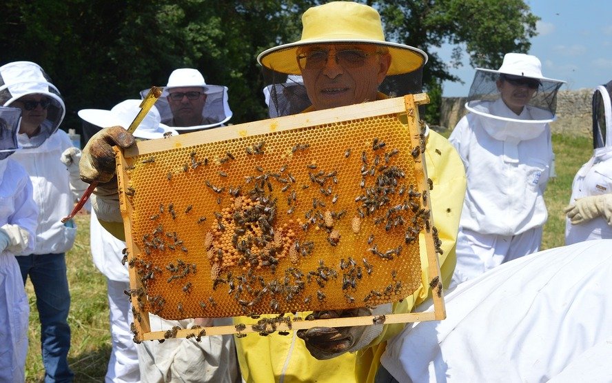 Como as abelhas produzem o mel