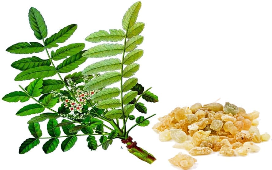 Beneficios da Boswellia