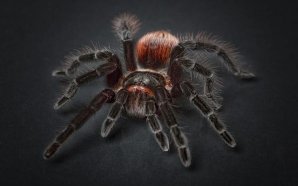 Fobia de aranha