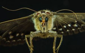 Lepidopterofobia