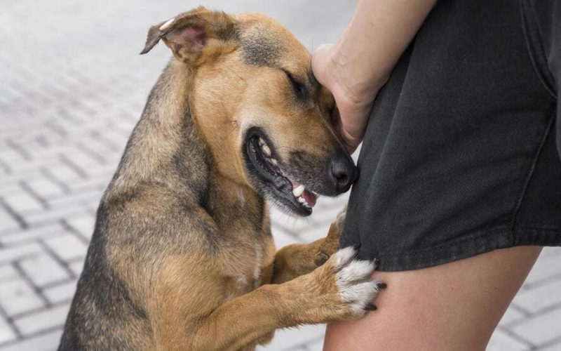 Maneiras que animais de estimação melhoram sua saúde