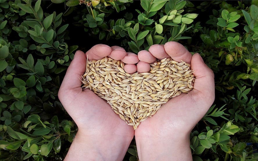 Melhores alimentos para o seu coracao