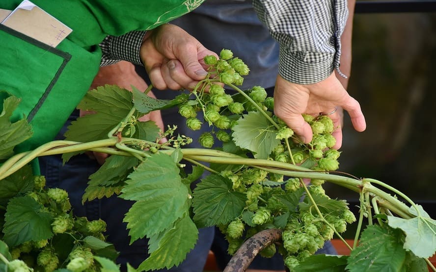 benefícios surpreendentes de levedura de cerveja