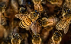 Alergia a picada de abelha