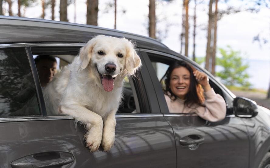 Animais de estimacao reduzem nosso estresse