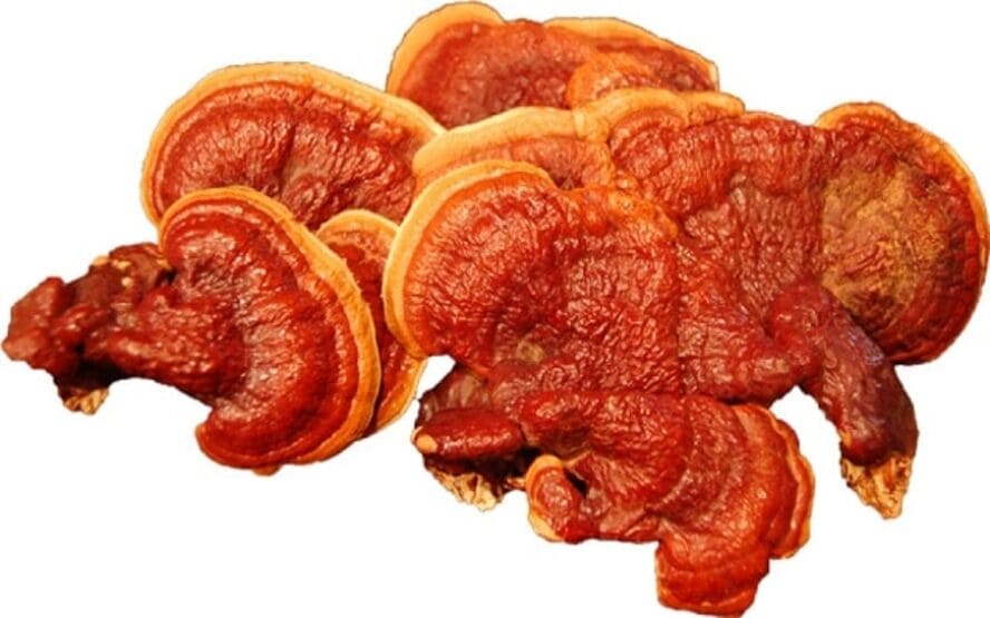 Cogumelo Reishi