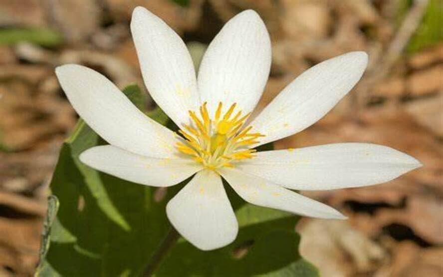 Sanguinaria canadensis