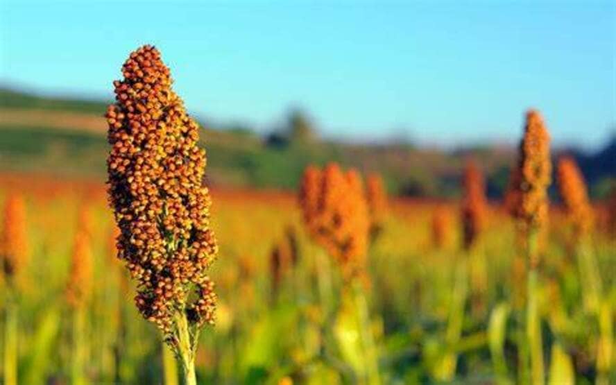 Sorgo