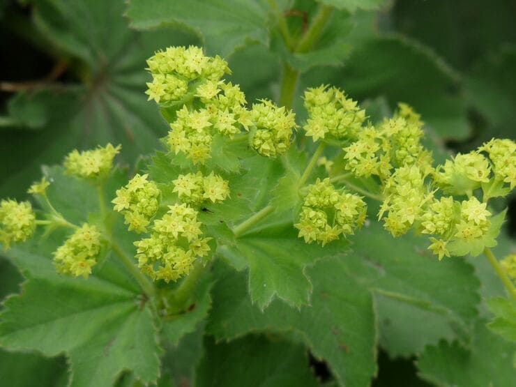 Alchemilla