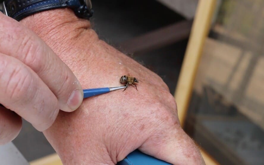 O que saber sobre alergias a picadas de abelha
