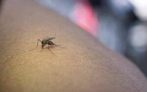 O que e o zika virus