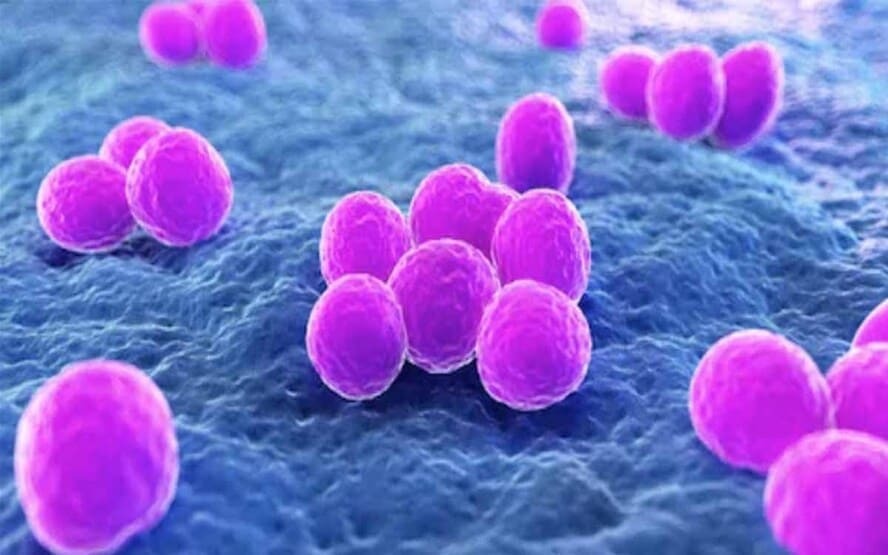 O que é Staphylococcus