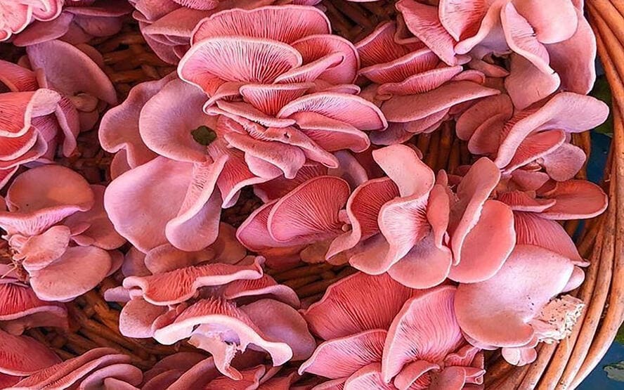 O que sao cogumelos de ostra rosa 2