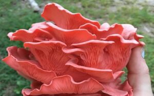 O que sao cogumelos de ostra rosa
