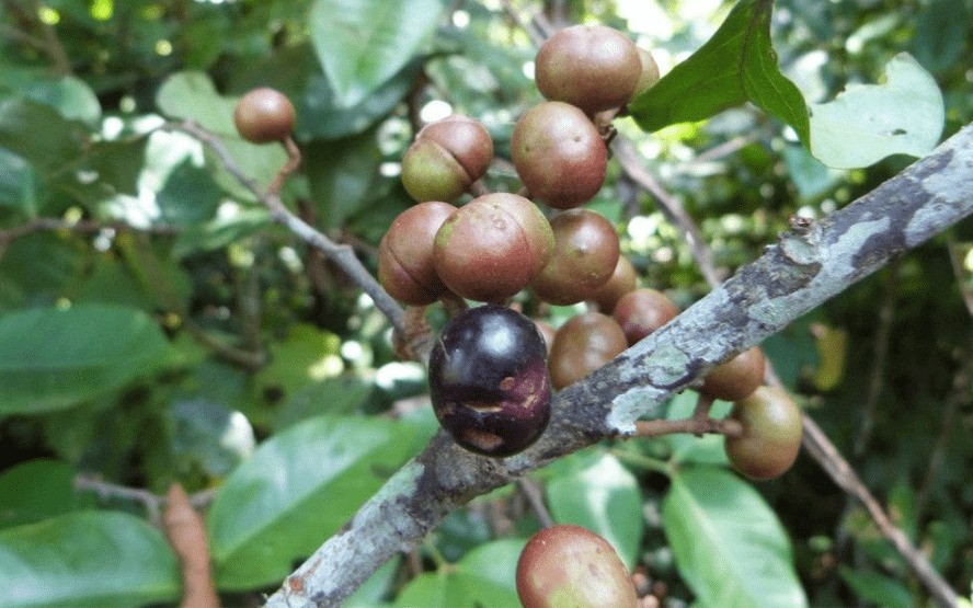 Pygeum e seus beneficios para saude reprodutiva