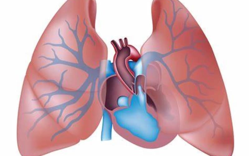 Sintomas e causas de cicatrizes pulmonares 