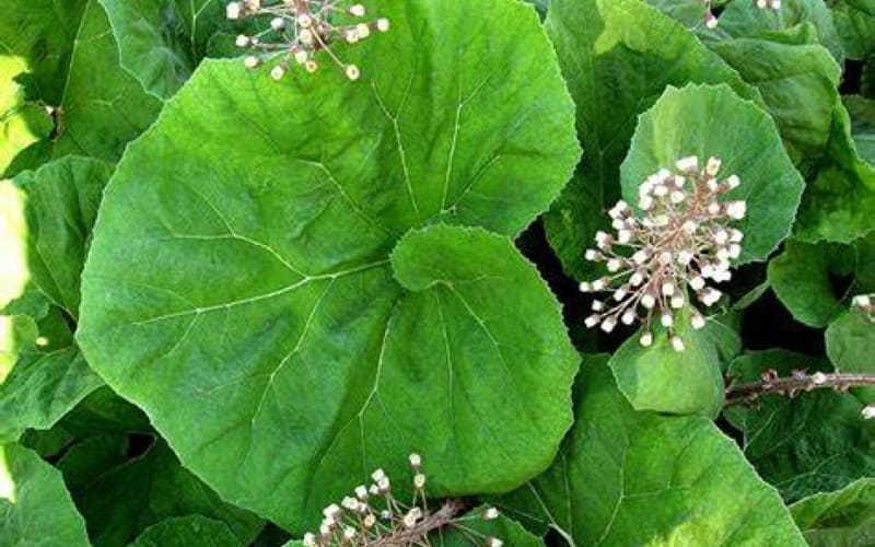 Butterbur previne ataques de enxaqueca