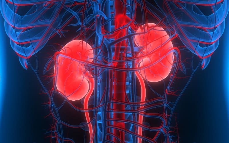 Quando ir para o hospital por uma infecção renal