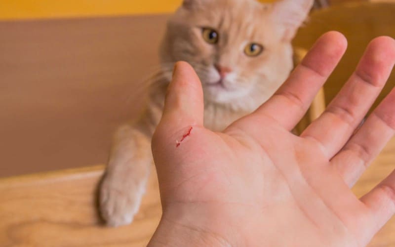 Um arranhao de gato pode ser perigoso