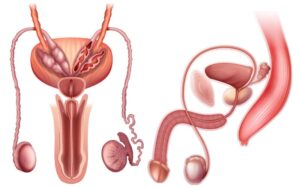 O que saber sobre a anatomia do sistema reprodutor masculino
