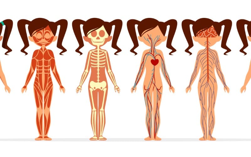 Um guia para a anatomia feminina