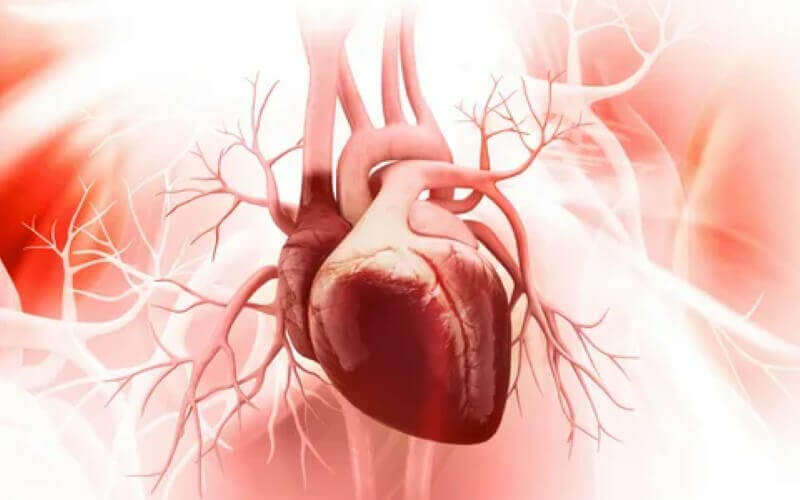 Sistema cardiovascular e transtorno Alimentar