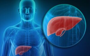 O que é o fígado e qual é sua função no corpo humano