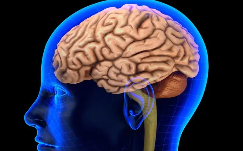 Qual o impacto do jejum intermitente na função cerebral